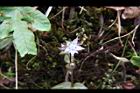 巒大當藥-花03 .JPG